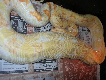 gravid Brian sharp strain albino boa