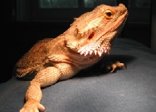 Drago