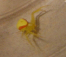 What specie is this guy?