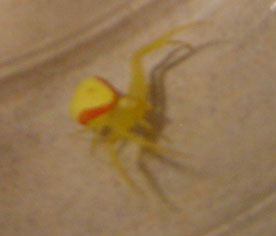 What specie is this guy?