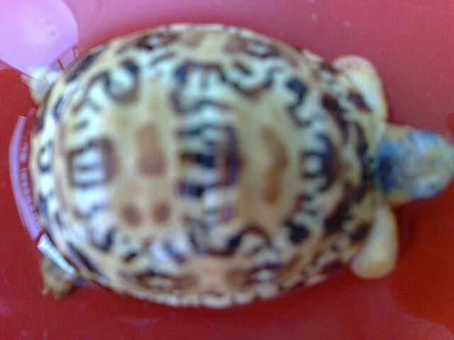 Top View Baby High Yellow