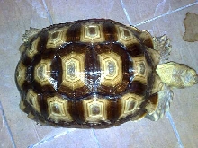 Survive's Top View