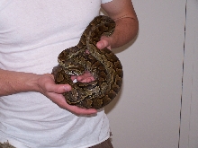 my rock python