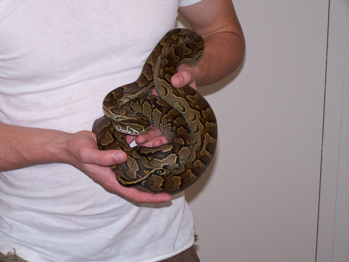 my rock python