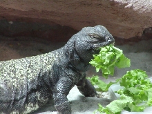 Female Mali Uro