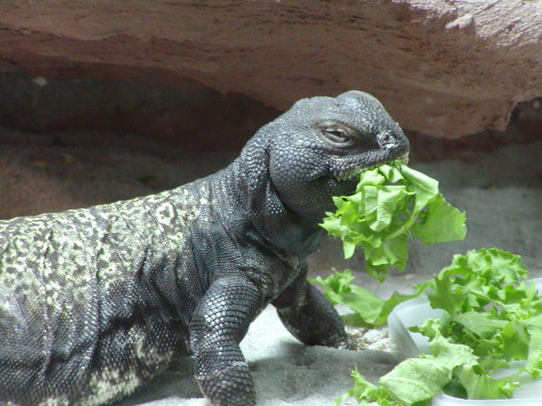 Female Mali Uro