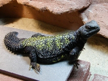 Male Mali Uro