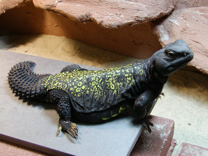 Male Mali Uro