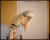 More Dino