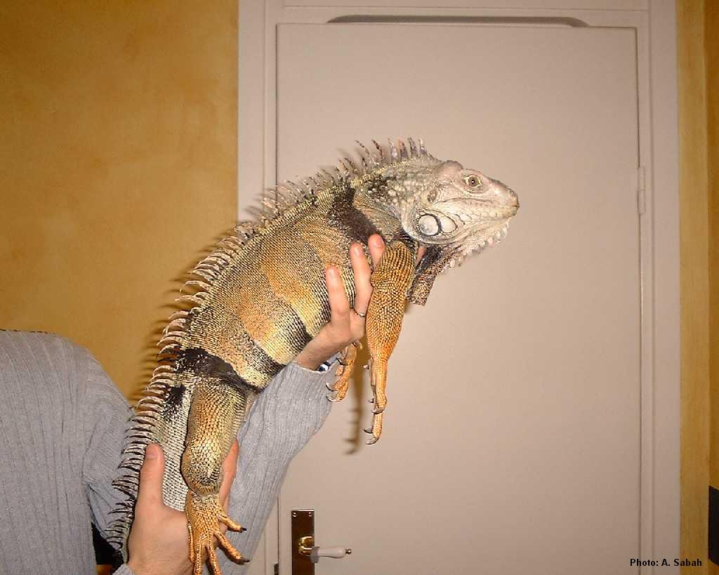 More Dino