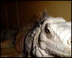 Scary Dino