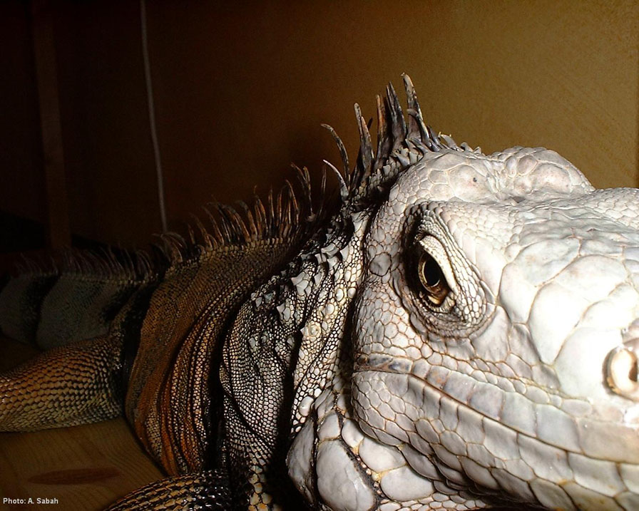 Scary Dino
