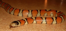 Gentilis