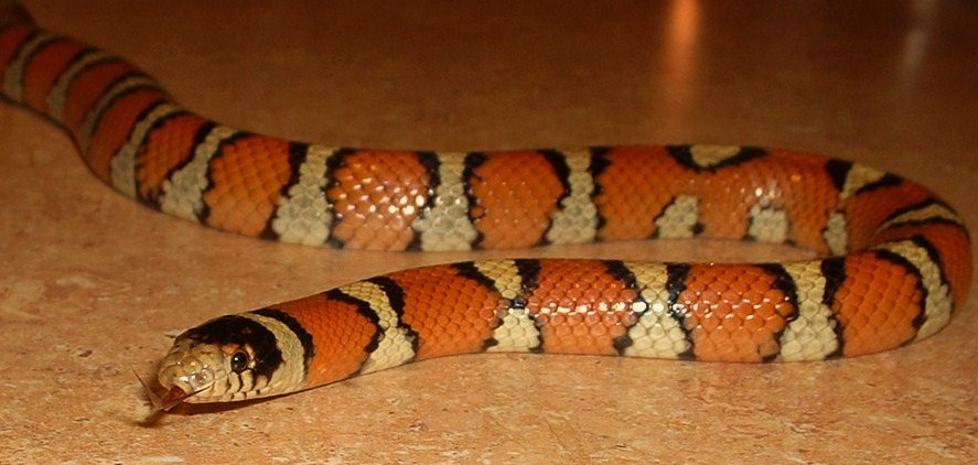 Gentilis