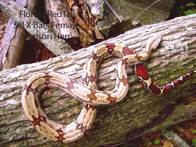 Flrt female