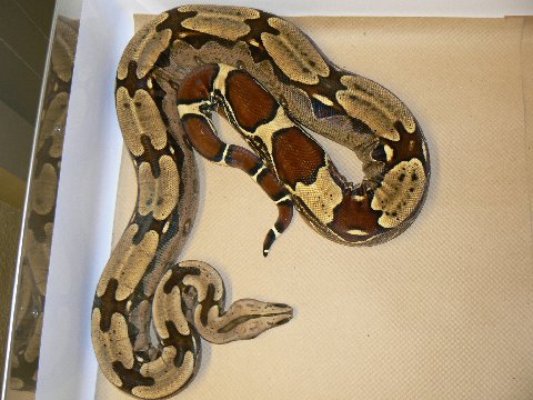 Ms" PEEKS" off spring