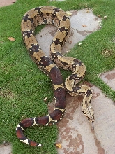Lemke north Brazilian" baby maker"