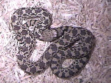 Bull Snake