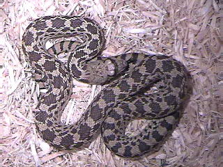 Bull Snake
