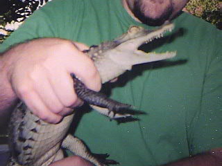 Spectacled Caiman