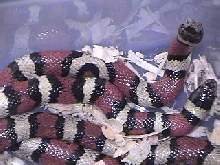 Central Plains Milk Snake 1.1