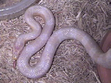 Albino Corn Snake (snow)