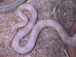 Albino Corn Snake (snow)