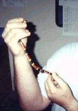 Coral Snake