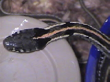 Eastern Black Neck Garter