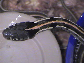 Eastern Black Neck Garter