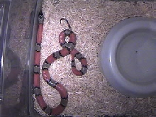 Gray Banded King Blair's Phase