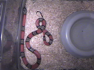 Gray Banded King Blair's Phase