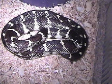 Coastal Phase California Kingsnake