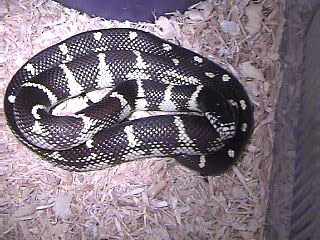Coastal Phase California Kingsnake