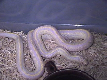 Albino Striped California Kingsnake