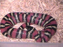 Ruthveni het for albino