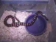 Ruthveni het for albino