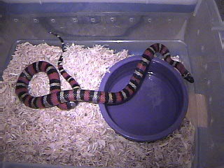 Ruthveni het for albino