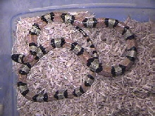 Milk Snake-Central Plains-Pale Phase