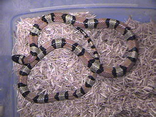 Milk Snake-Central Plains-Pale Phase