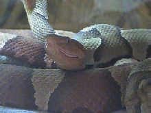 Copperhead