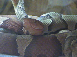 Copperhead