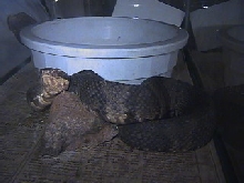 Cottonmouth