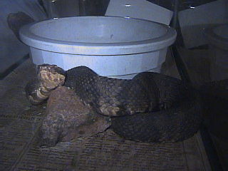 Cottonmouth