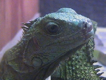 Iguana