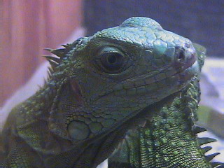 Iguana