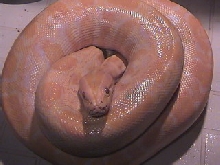 Albino Burm