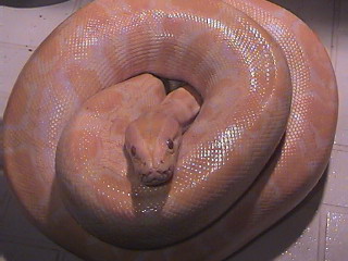 Albino Burm