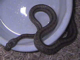 Bairds Rat Snake