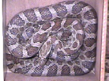 Great Plains Rat Snake